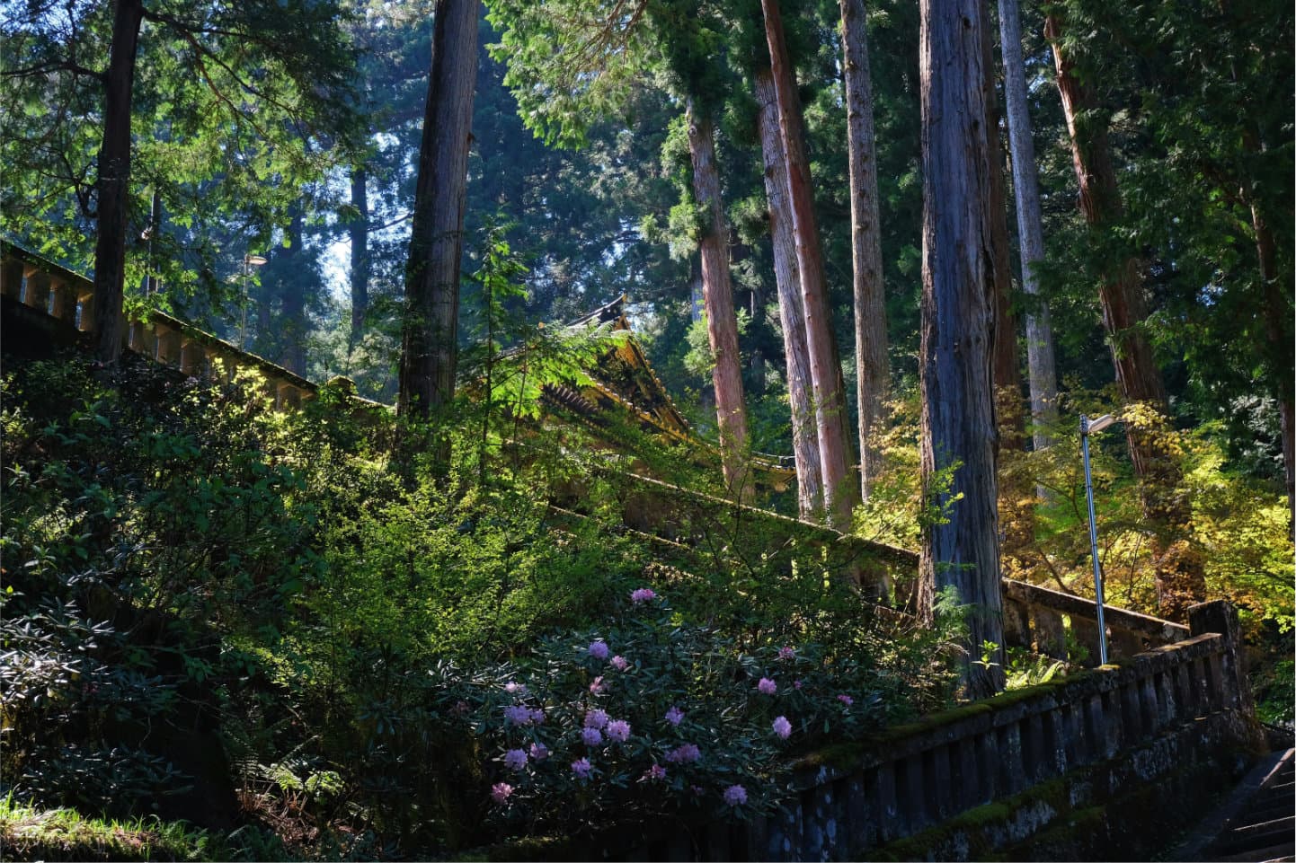 Local Wood Background