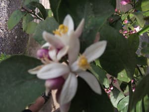 レモンの花が咲きました