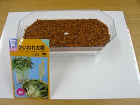 スプラウト栽培