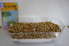 スプラウト 1日後