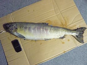 ついに食欲の秋