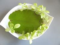 COP10