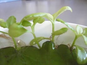 は・か・ら・め。