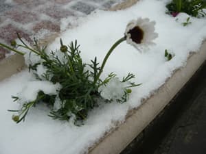 雪?