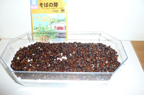 そばの芽