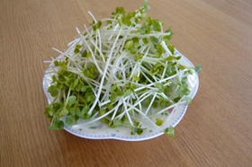 かいわれ大根