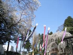 弊社で鯉竿を建てさせて頂きました