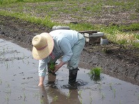 ただいま補植中