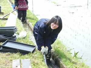 デビューって 田んぼです。