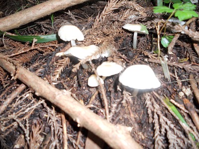 自宅周辺で見つけたきのこ
