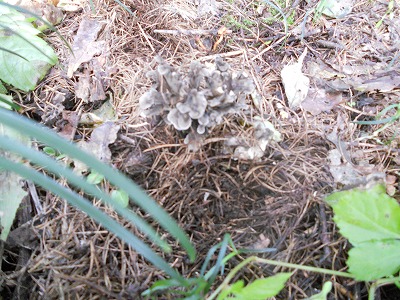 自家製マイタケ