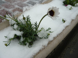 雪の上にに咲く花